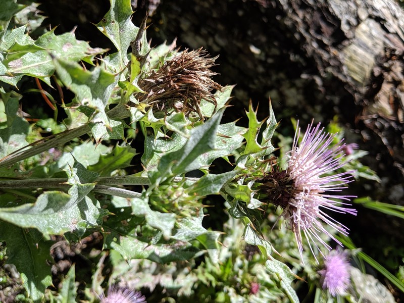 Cirsium morii photo 7