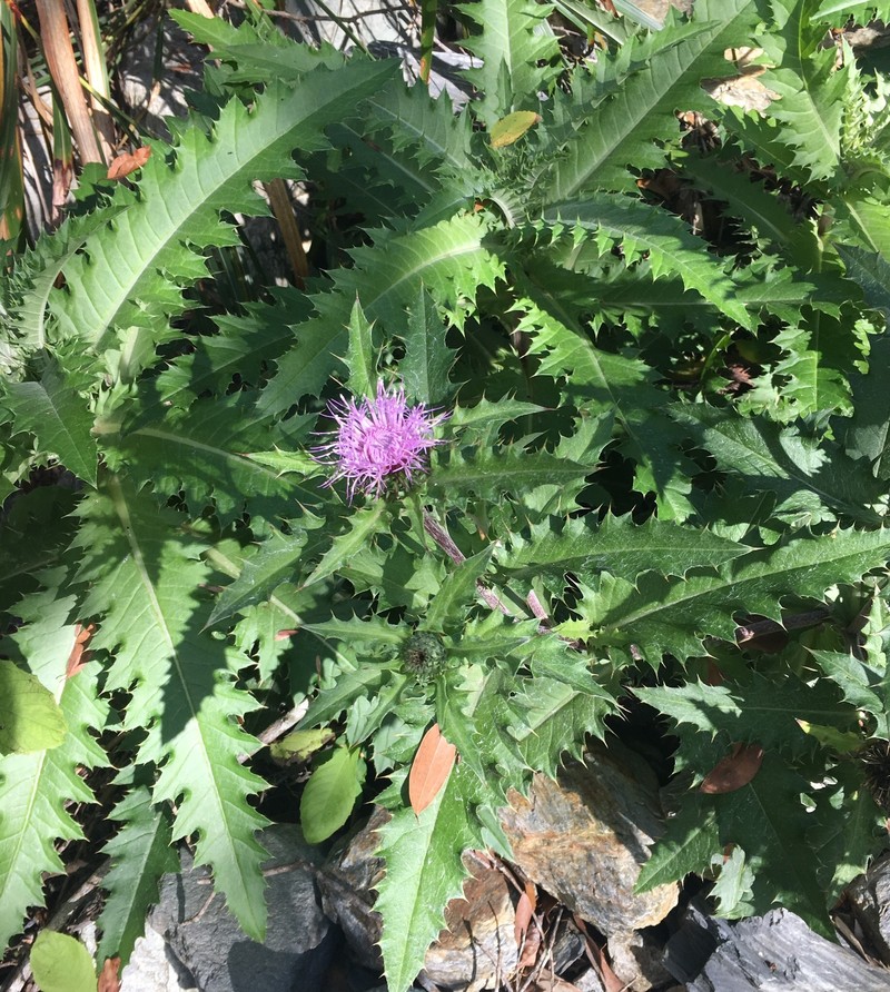 Cirsium morii photo 8
