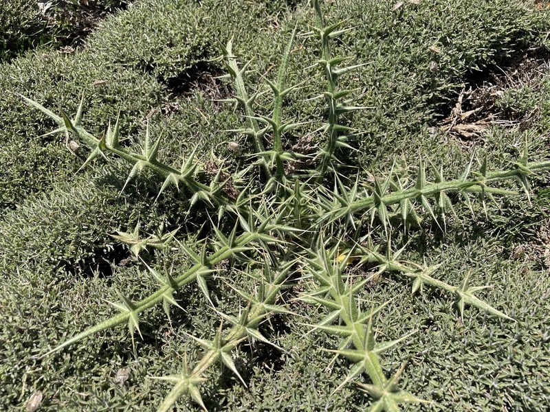 Cirsium morinifolium