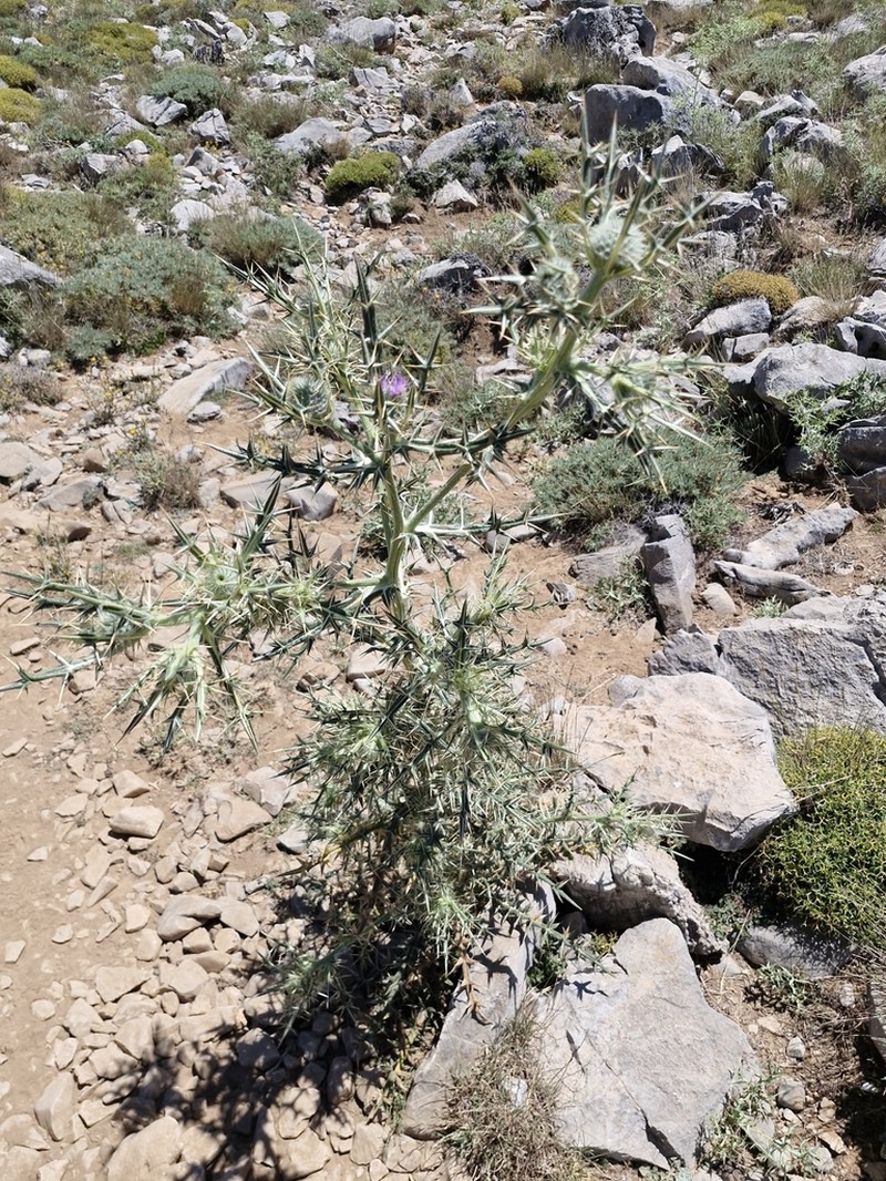 Cirsium morinifolium photo 2