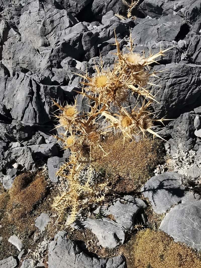 Cirsium morinifolium photo 3