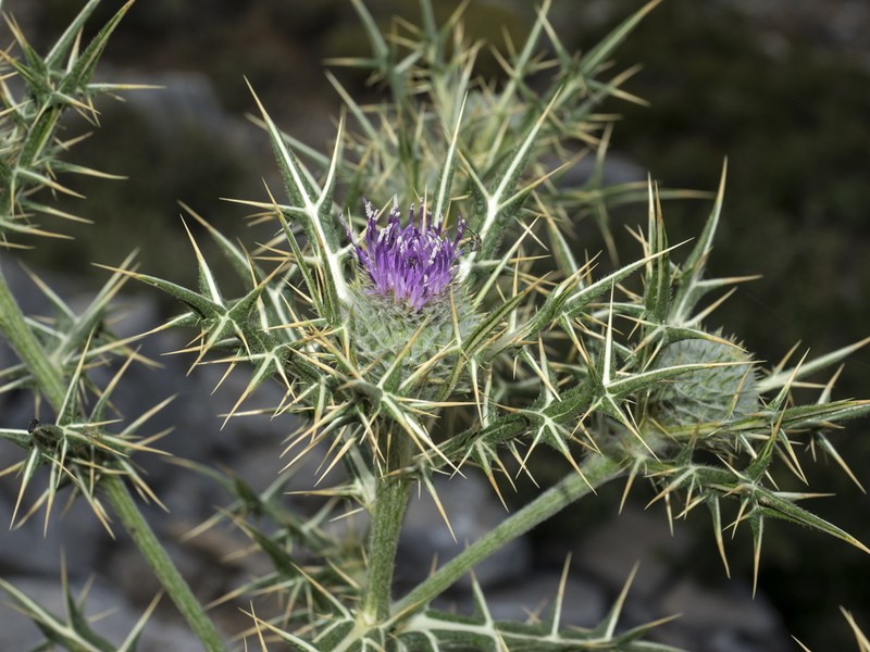 Cirsium morinifolium photo 4