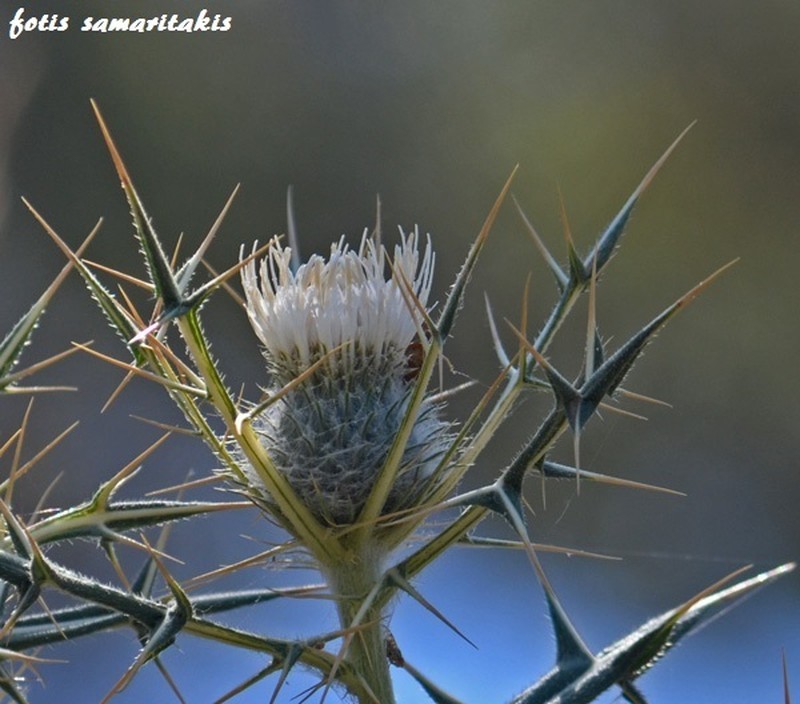 Cirsium morinifolium photo 5