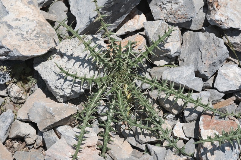 Cirsium morinifolium photo 7