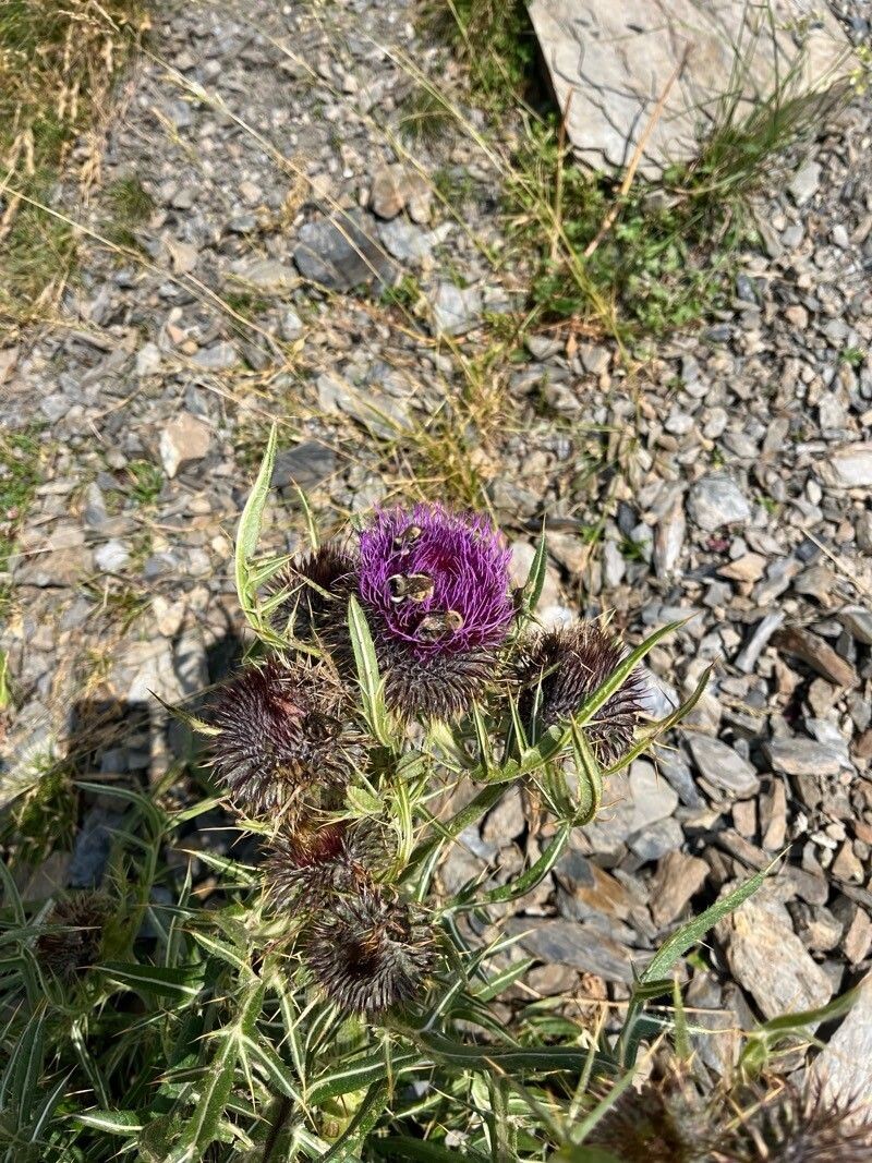 Cirsium morisianum