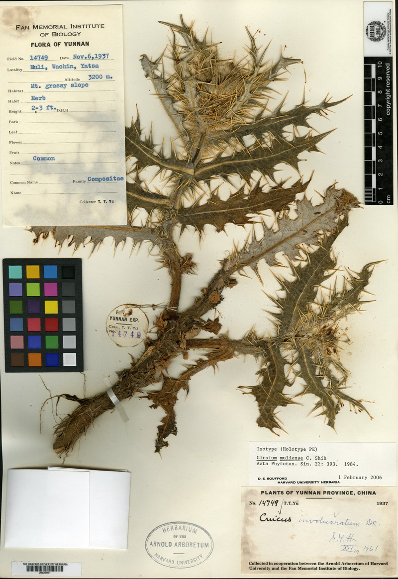 Cirsium muliense