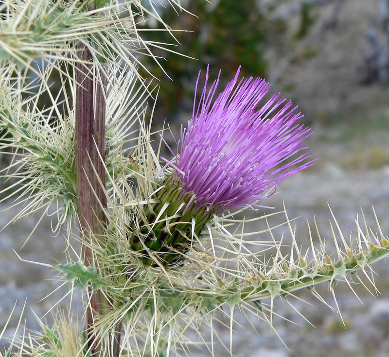 Murdock's Thistle