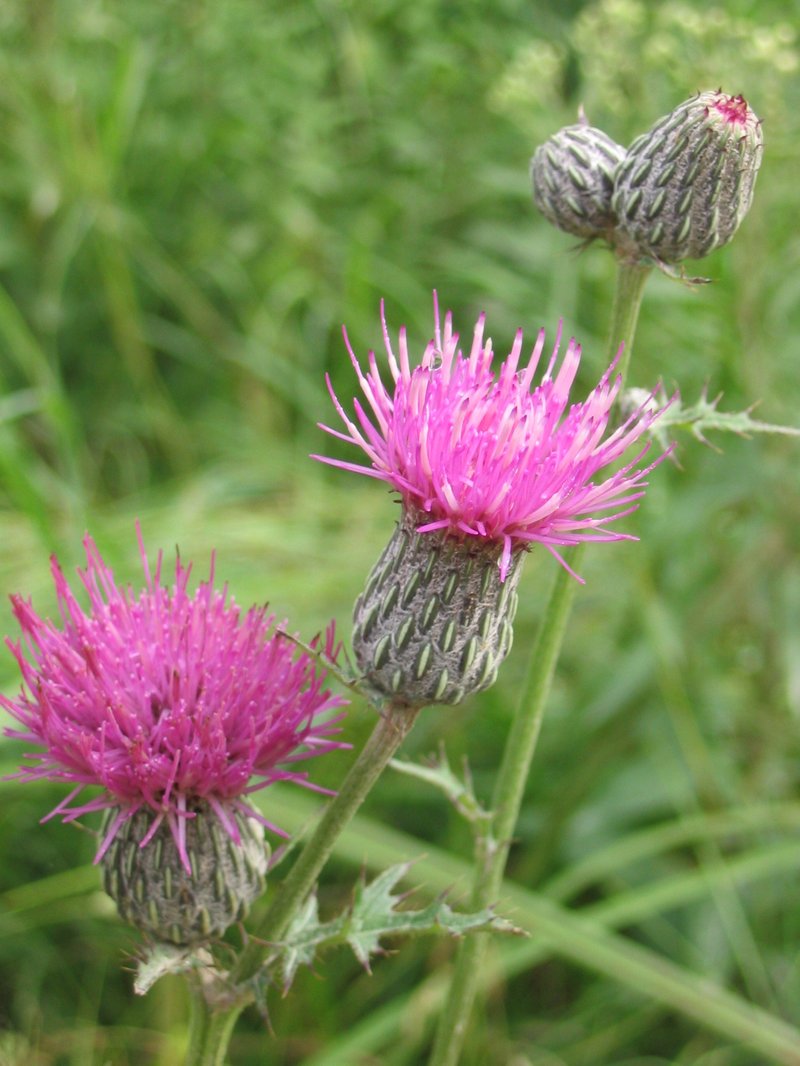Swamp Thistle