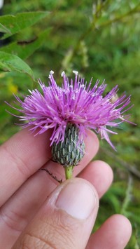 Swamp Thistle