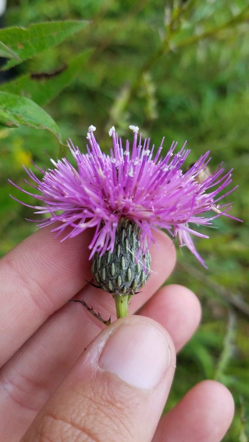 Swamp Thistle