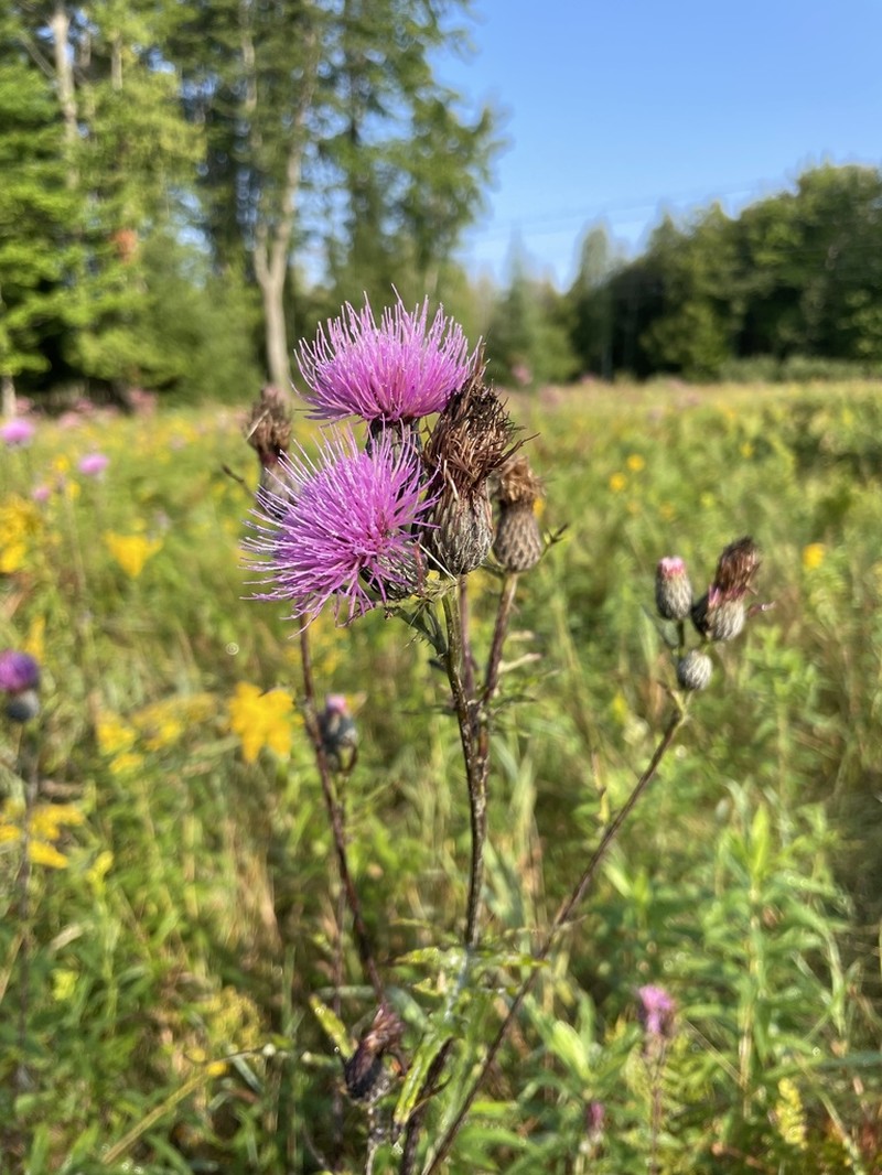 Swamp Thistle photo 2
