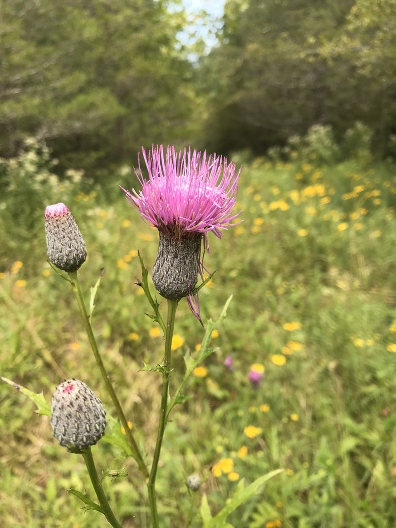 Swamp Thistle photo 3