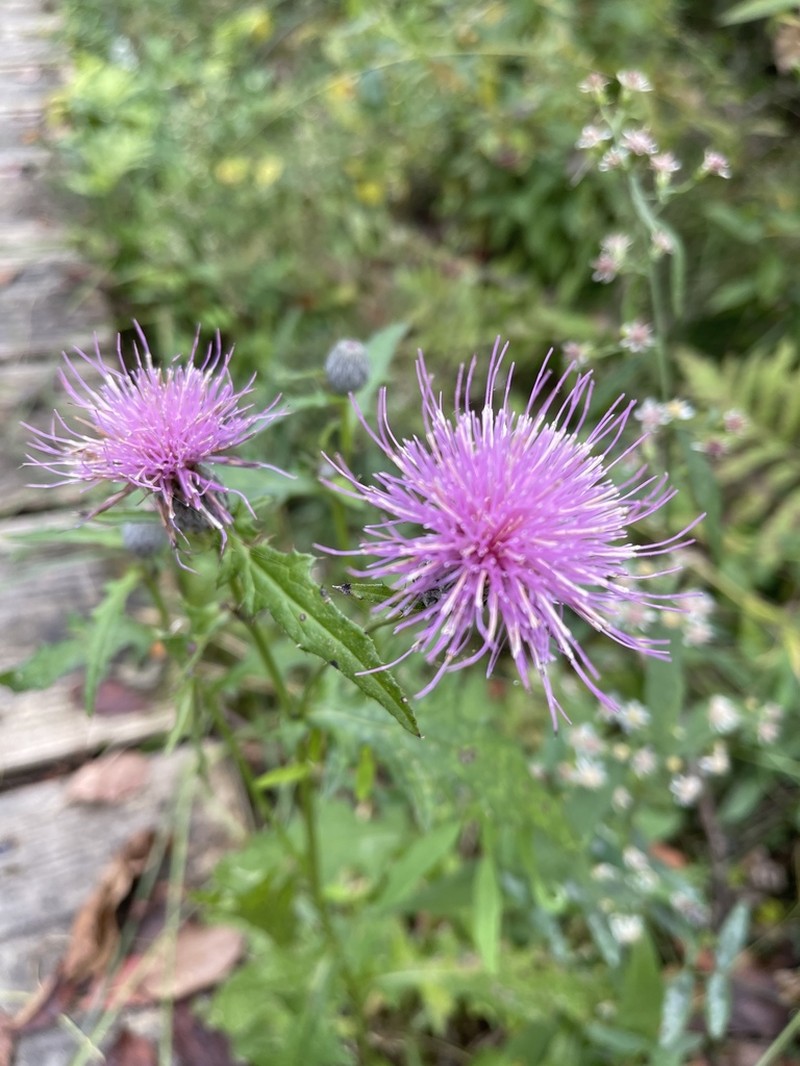 Swamp Thistle photo 4