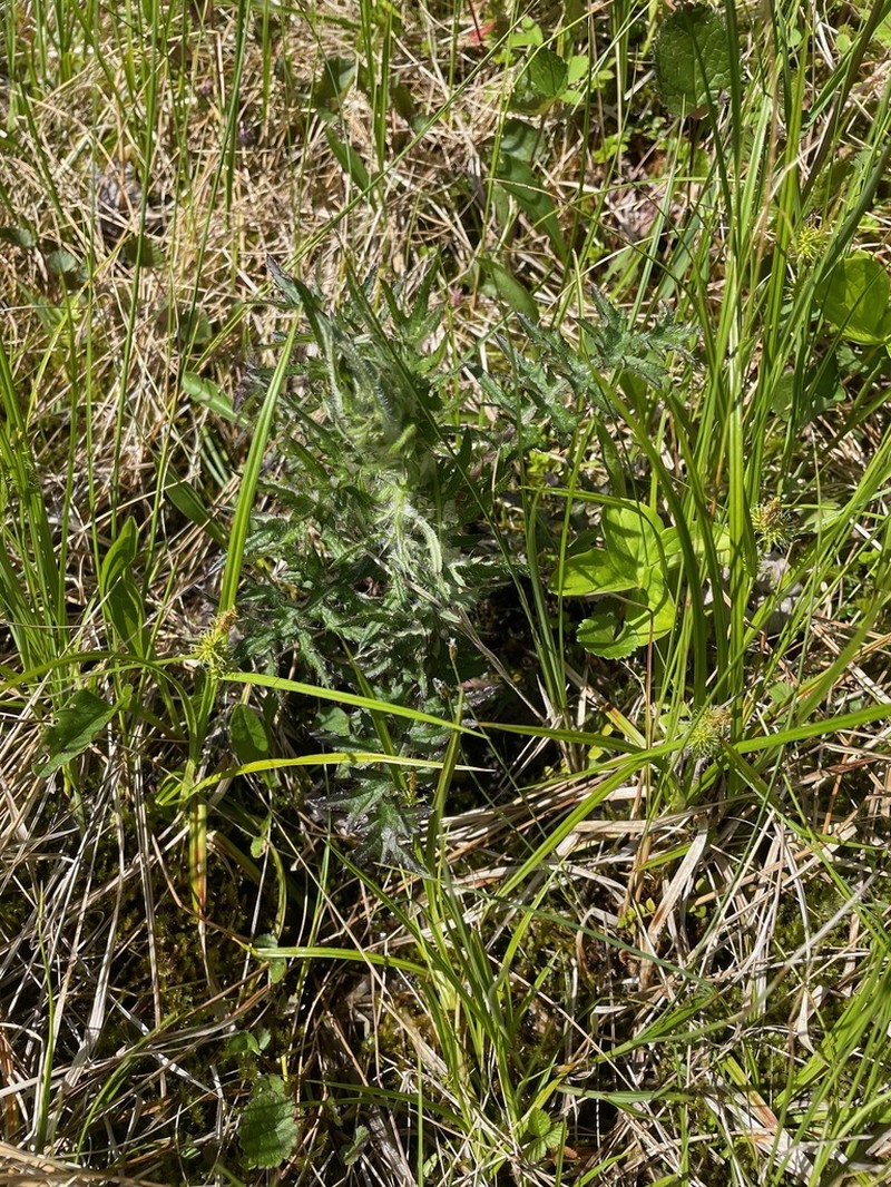 Swamp Thistle photo 5