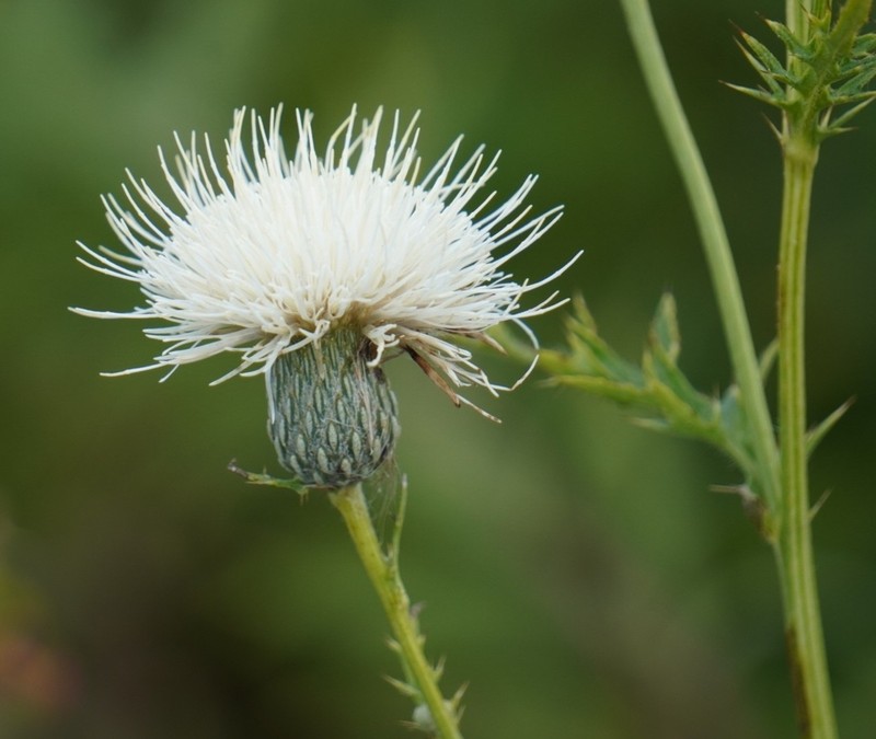 Swamp Thistle photo 6