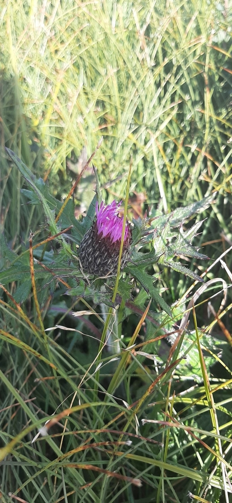 Swamp Thistle photo 7