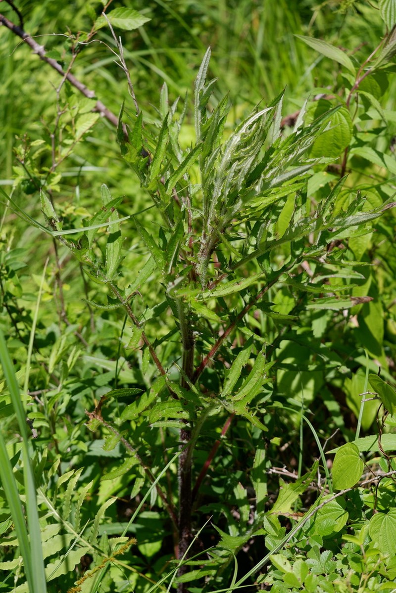 Swamp Thistle photo 8