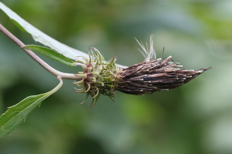 Cirsium myokoense