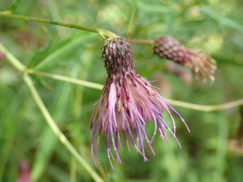 Cirsium nagisoense photo 3