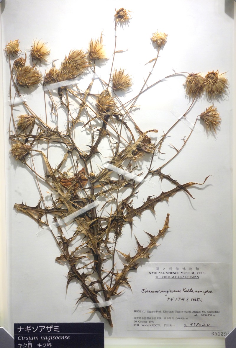 Cirsium nagisoense
