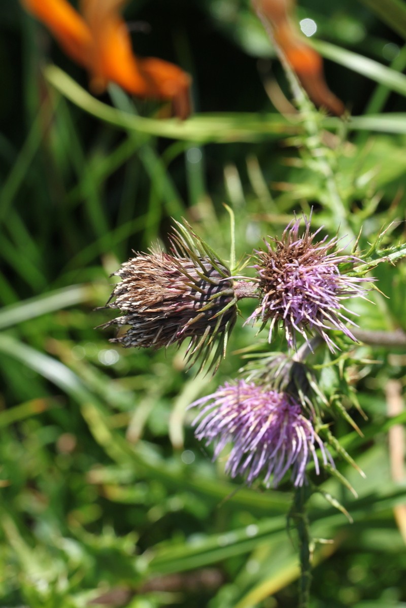 Cirsium nambuense photo 2