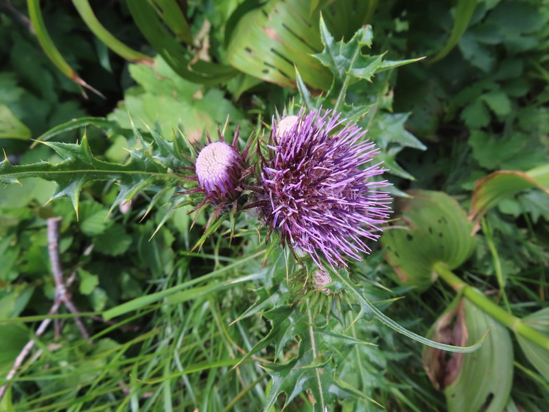 Cirsium nambuense photo 6
