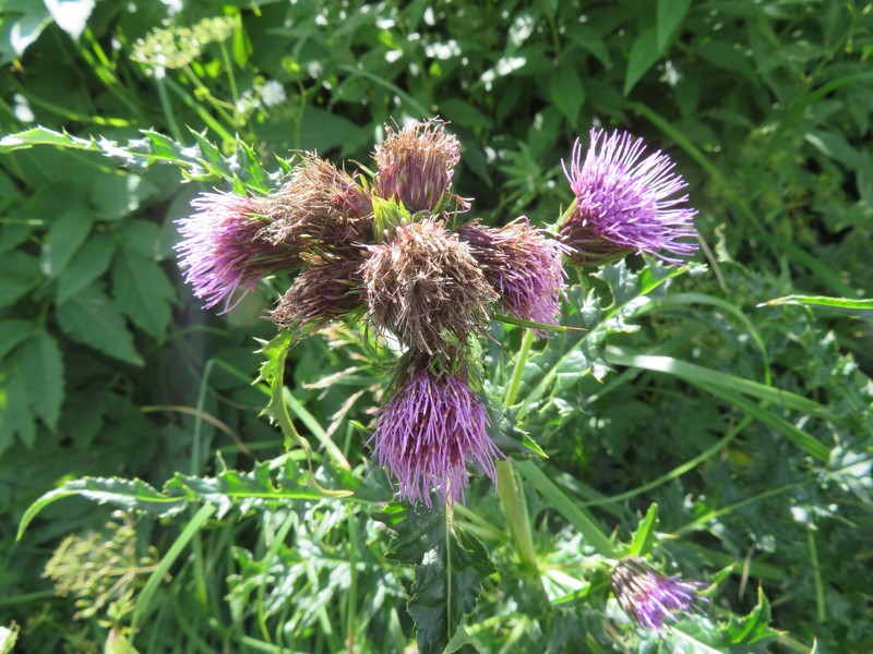 Cirsium nambuense photo 7