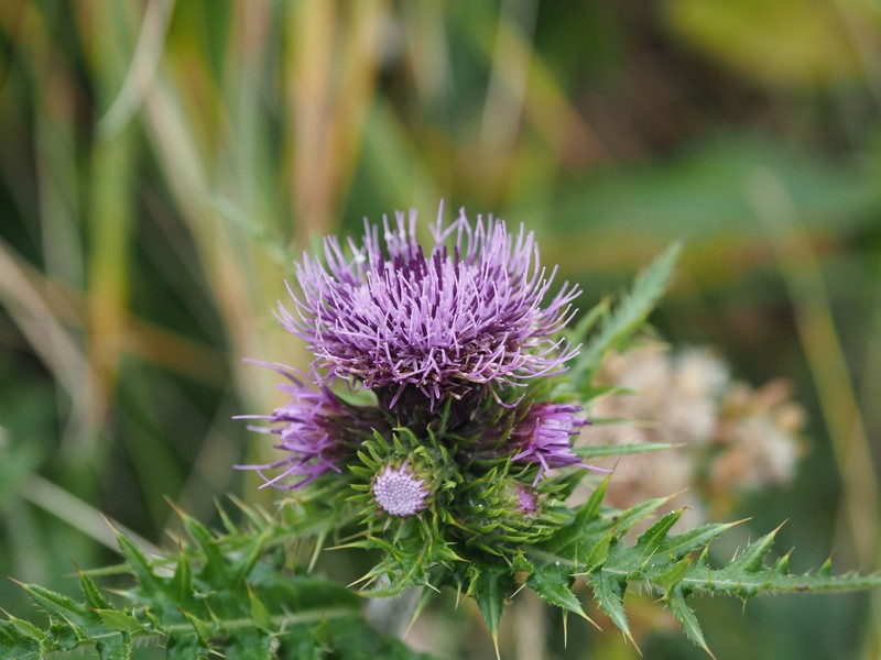 Cirsium nambuense photo 8