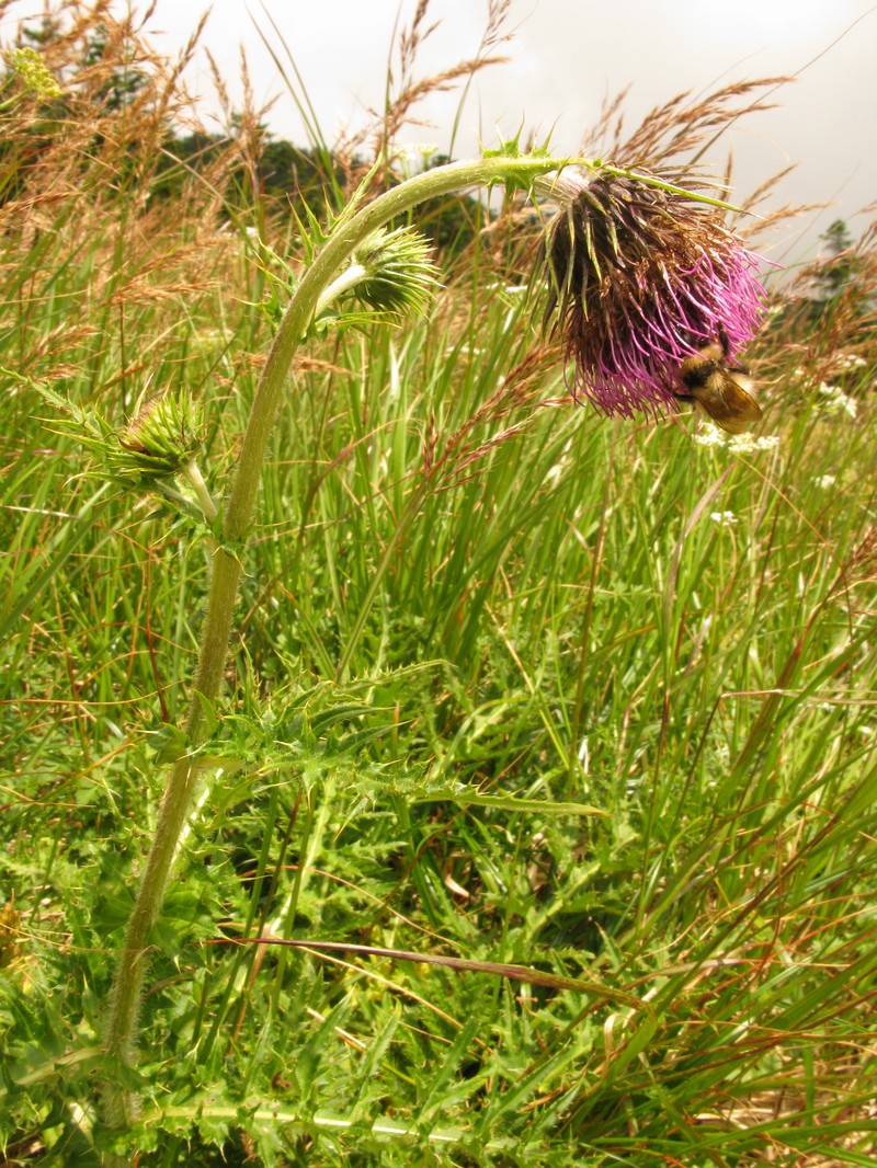 Cirsium nambuense