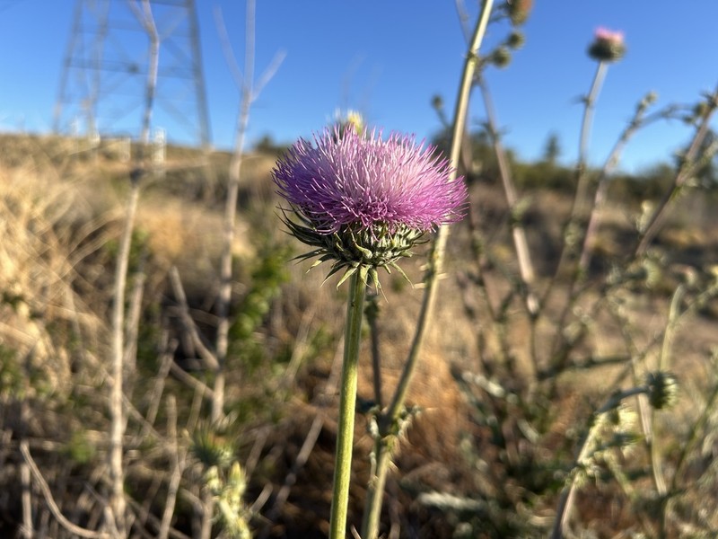 New Mexico Thistle