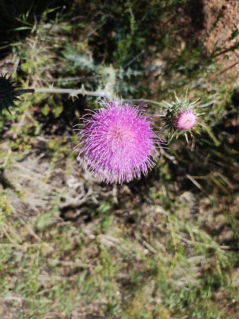 New Mexico Thistle photo 2