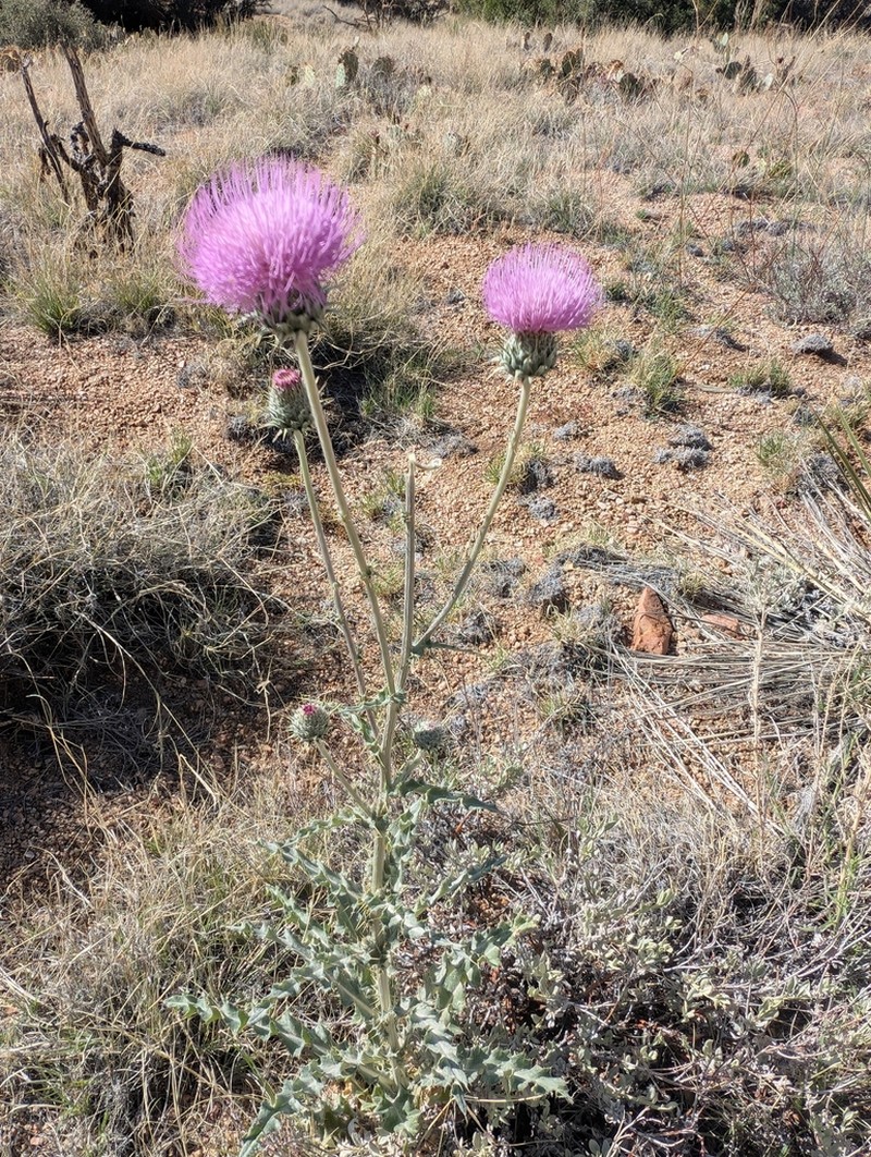 New Mexico Thistle photo 3