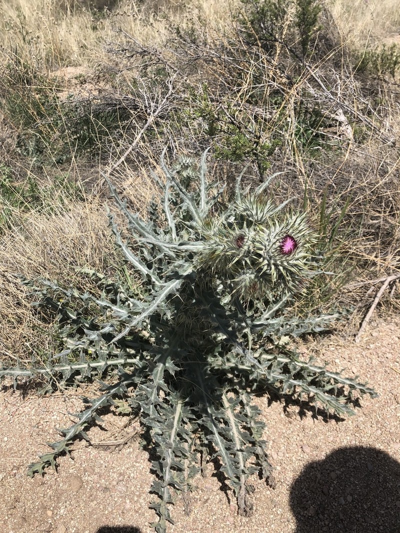 New Mexico Thistle photo 4