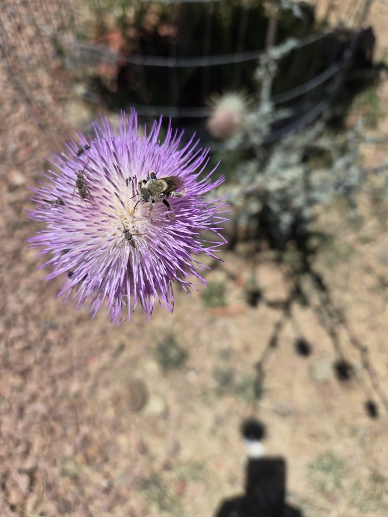 New Mexico Thistle photo 5