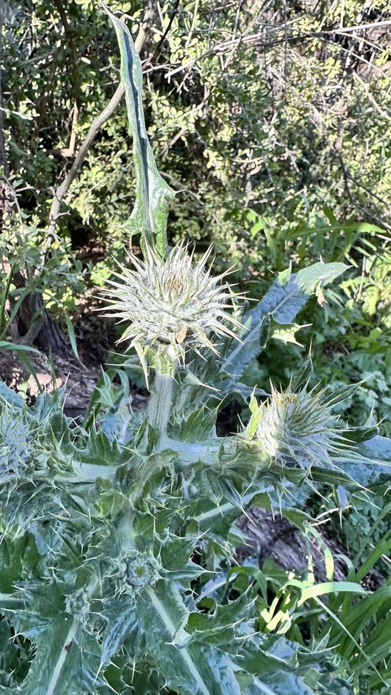 New Mexico Thistle photo 6