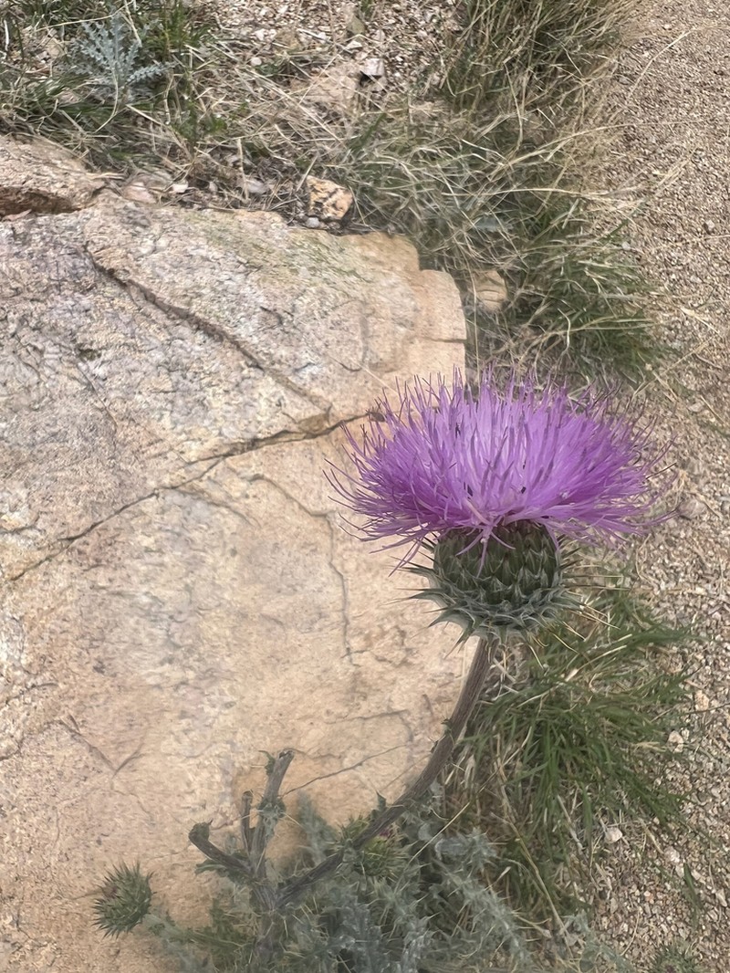 New Mexico Thistle photo 7