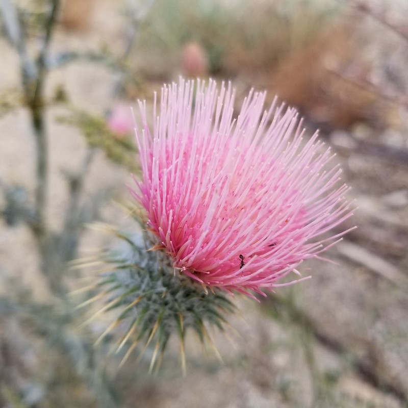 New Mexico Thistle photo 8