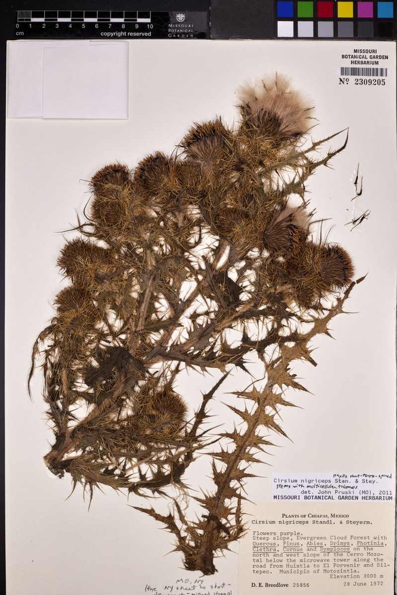 Cirsium nigriceps