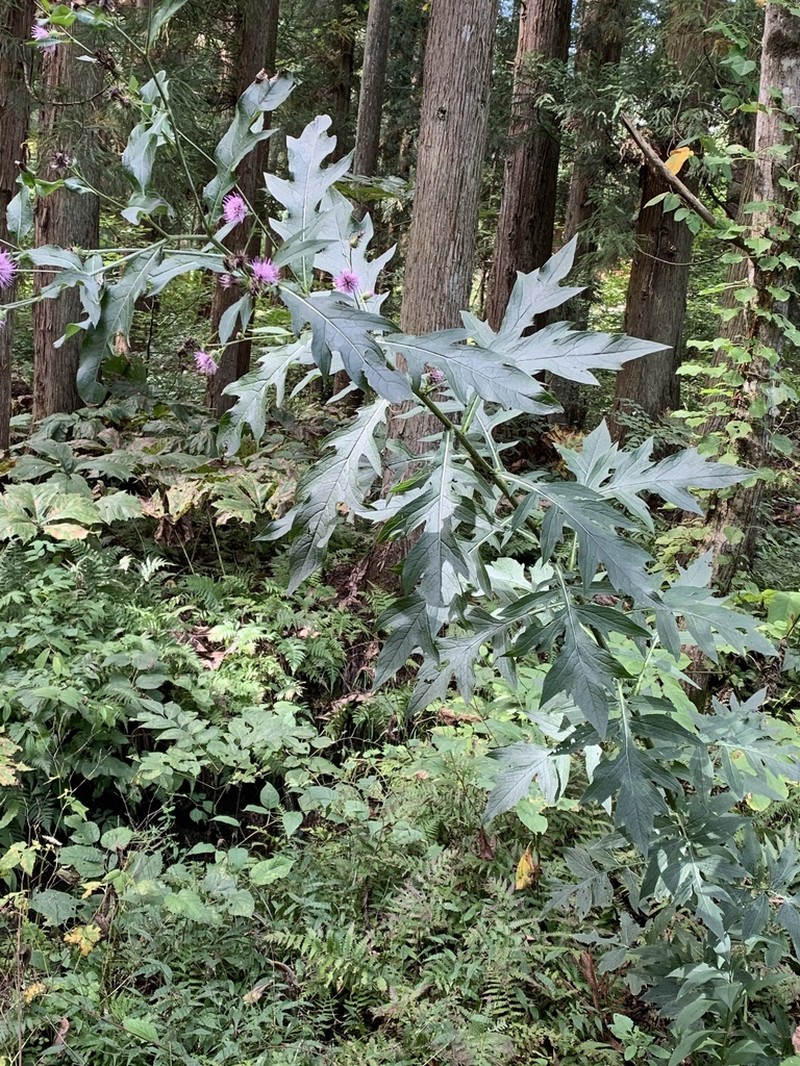 Cirsium nipponicum