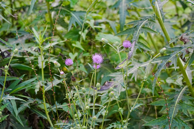 Cirsium nipponicum photo 2