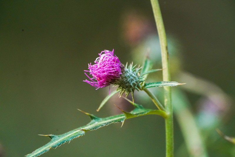 Cirsium nipponicum photo 3