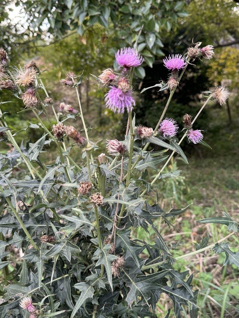 Cirsium nipponicum photo 4