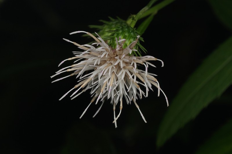 Cirsium nipponicum photo 5