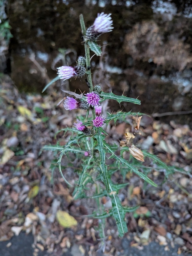 Cirsium nipponicum photo 6