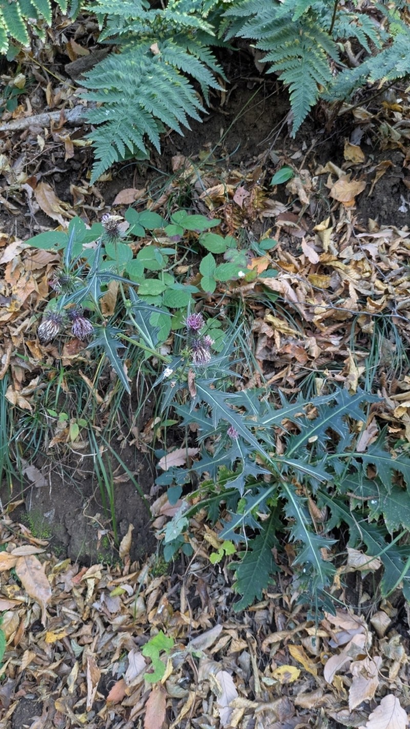 Cirsium nipponicum photo 7