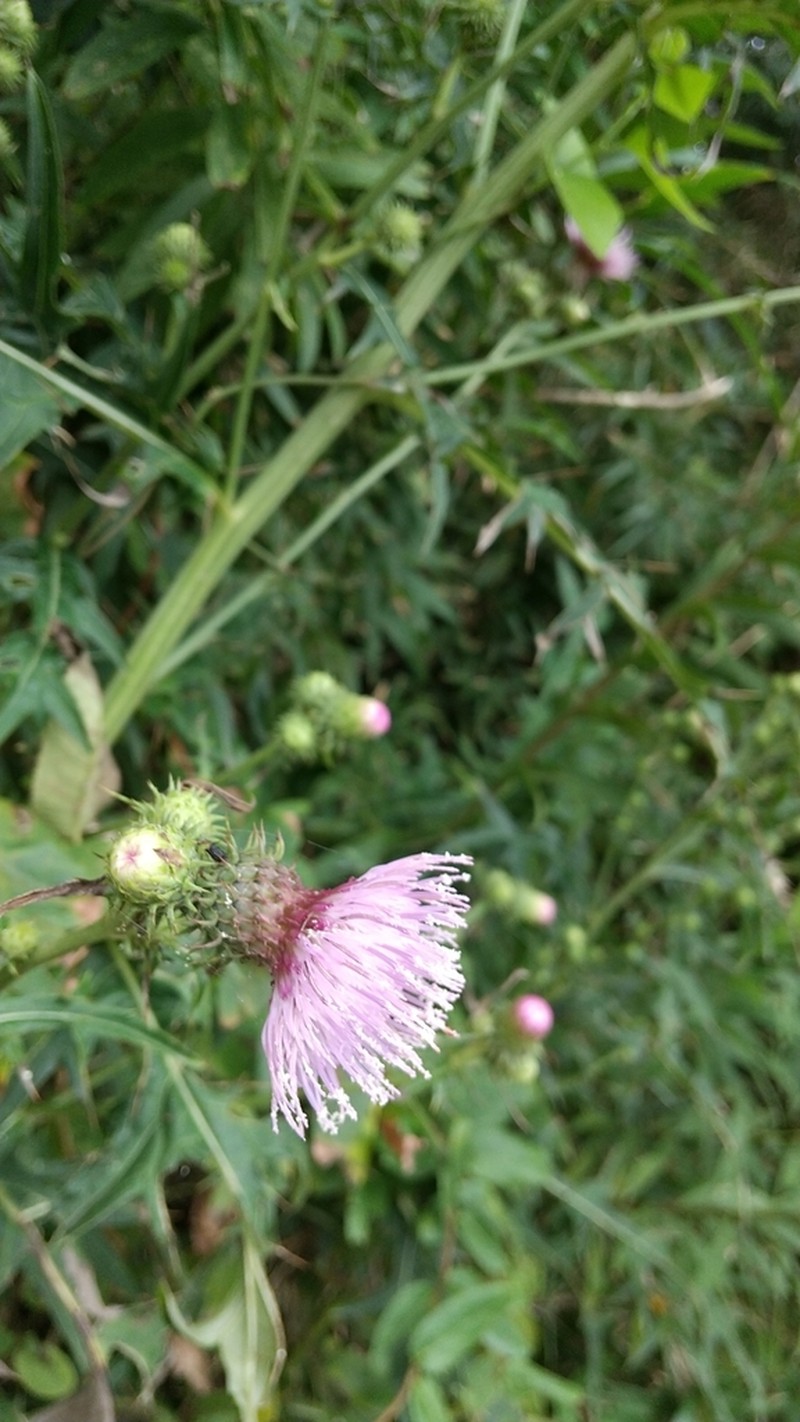 Cirsium nipponicum photo 8