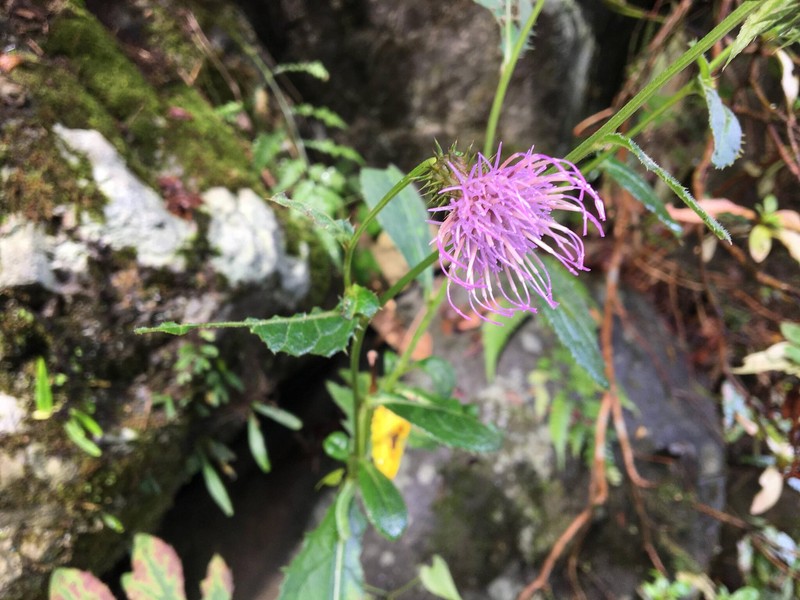 Cirsium nipponicum var. incomptum