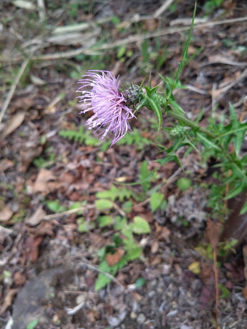 Cirsium nipponicum var. incomptum photo 2