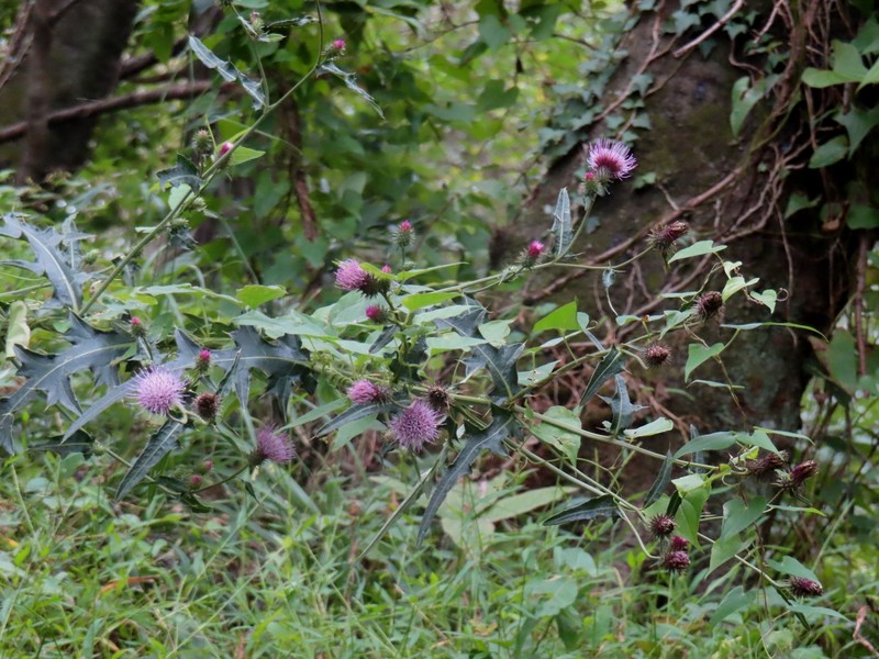 Cirsium nipponicum var. incomptum photo 3