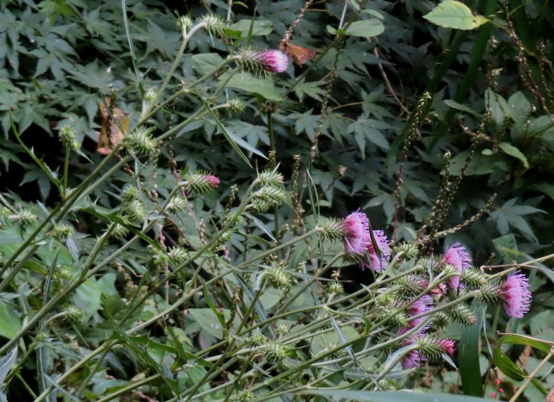 Cirsium nipponicum var. incomptum photo 4